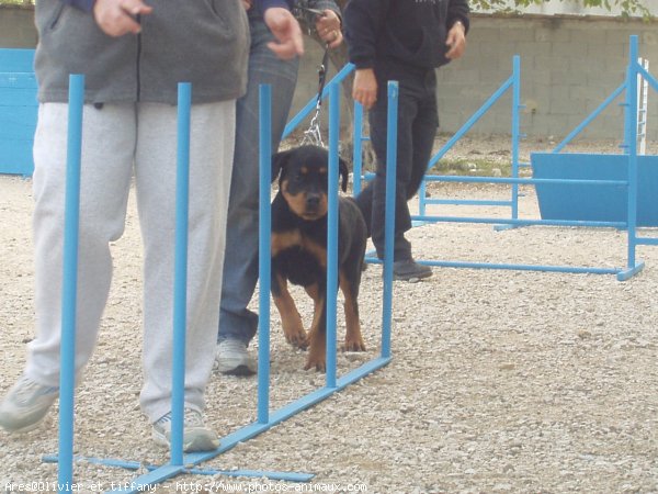 Photo de Rottweiler