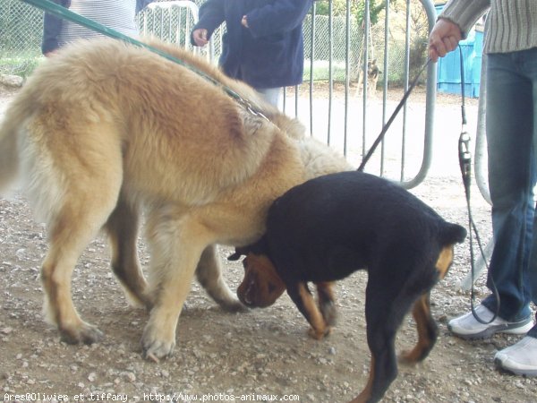 Photo de Rottweiler