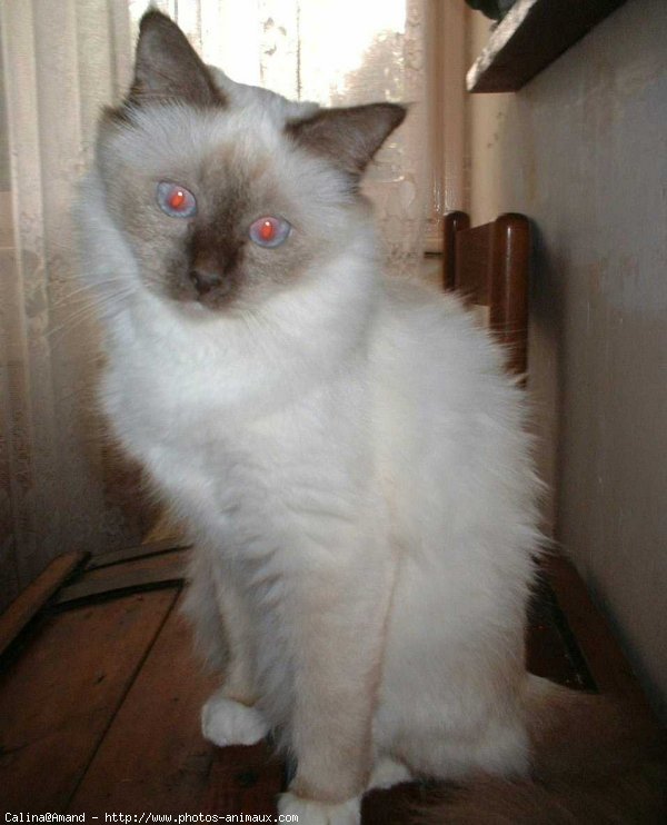 Photo de Sacr de birmanie