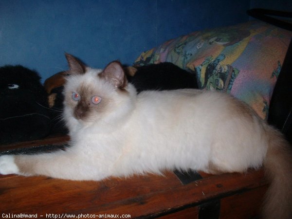 Photo de Sacr de birmanie