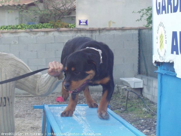 Photo de Rottweiler