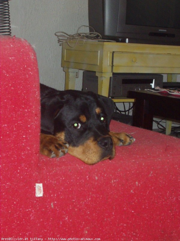 Photo de Rottweiler