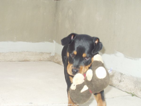 Photo de Rottweiler