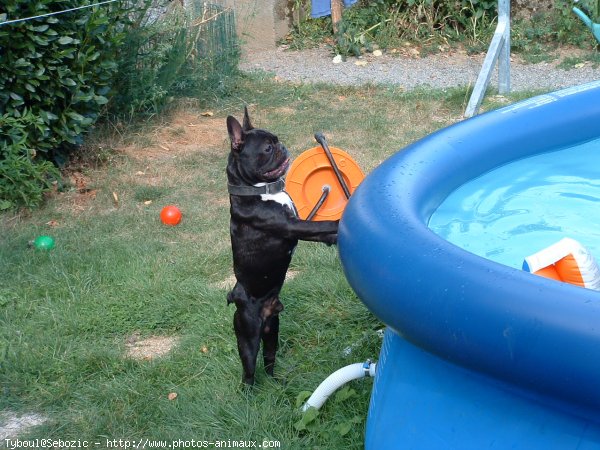 Photo de Bouledogue franais