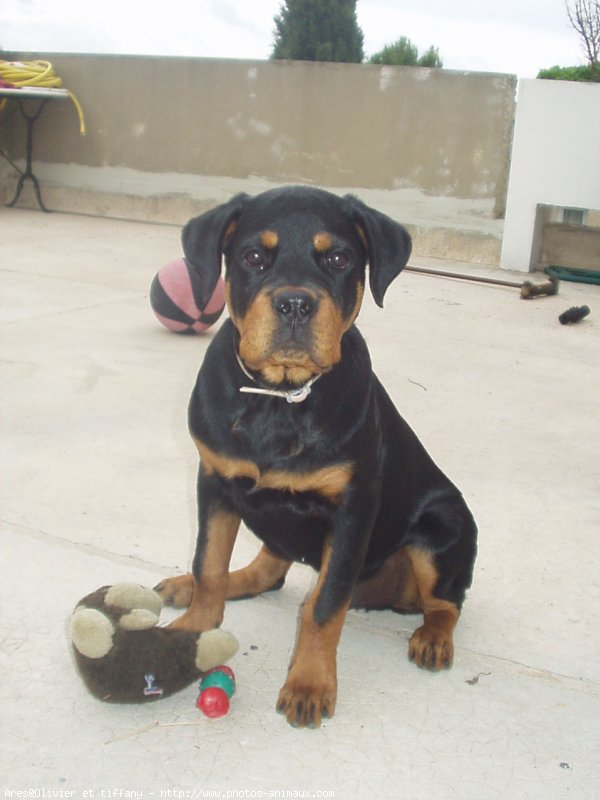 Photo de Rottweiler