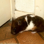 Photo de Hamster