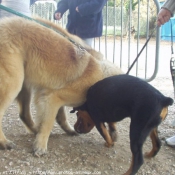 Photo de Rottweiler