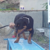 Photo de Rottweiler