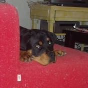 Photo de Rottweiler