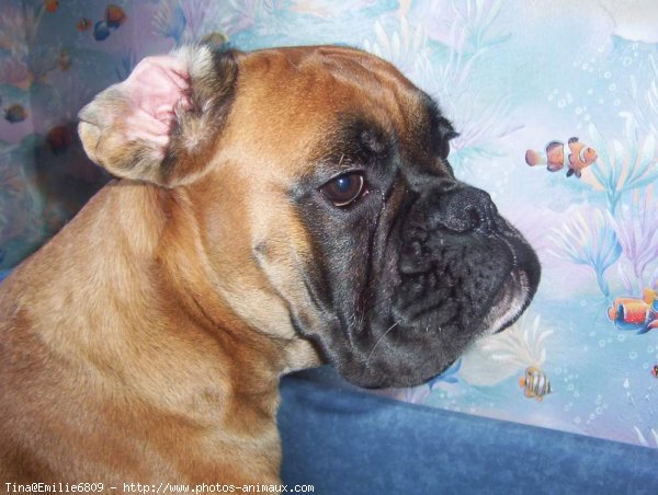 Photo de Boxer