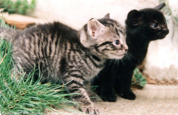 Photo de Chat domestique