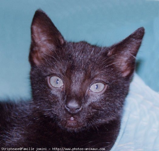 Photo de Chat domestique