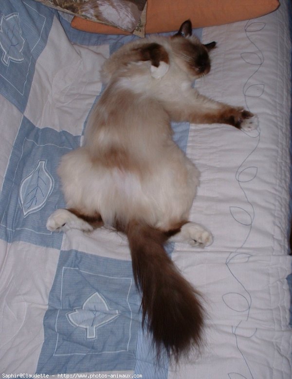 Photo de Sacr de birmanie