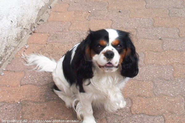 Photo de Cavalier king charles spaniel