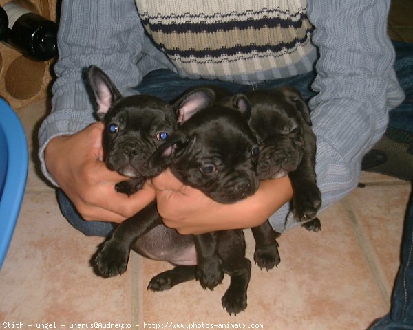 Photo de Bouledogue franais