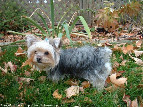 Photo de Yorkshire terrier