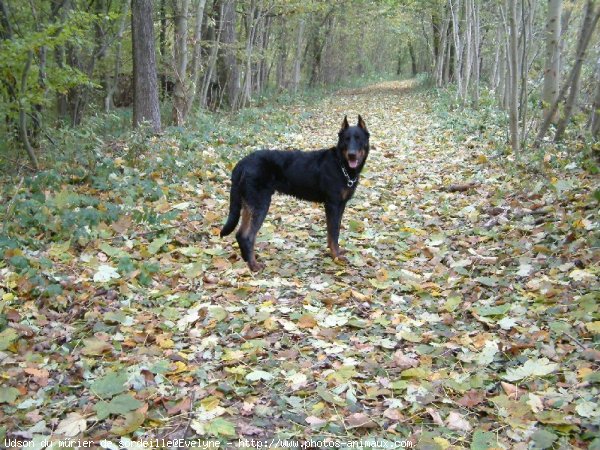 Photo de Berger de beauce