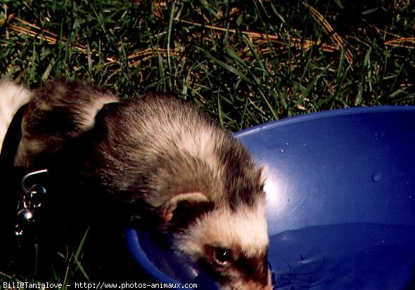 Photo de Furet