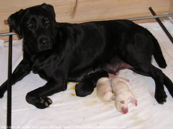 Photo de Labrador retriever