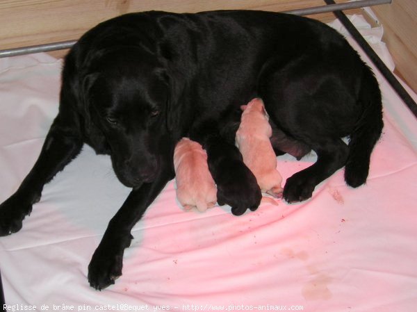 Photo de Labrador retriever