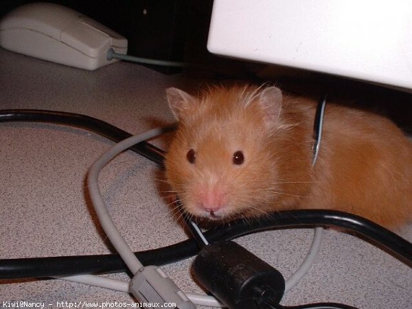 Photo de Hamster