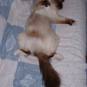 Photo de Sacr de birmanie