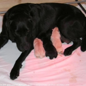 Photo de Labrador retriever