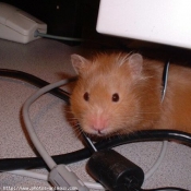 Photo de Hamster