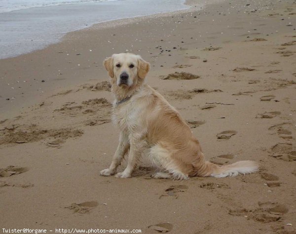 Photo de Golden retriever