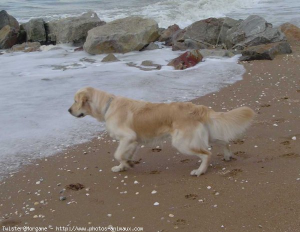 Photo de Golden retriever