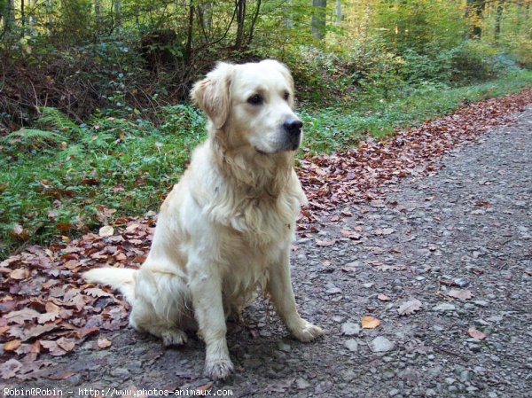 Photo de Golden retriever