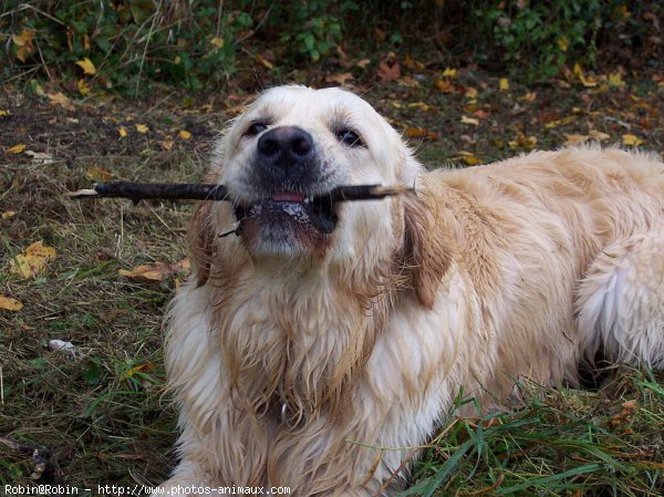 Photo de Golden retriever