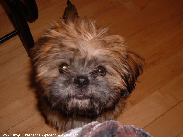 Photo de Shih tzu