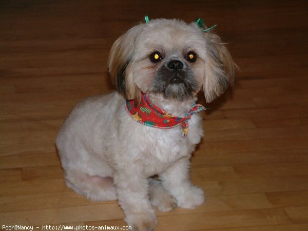 Photo de Shih tzu