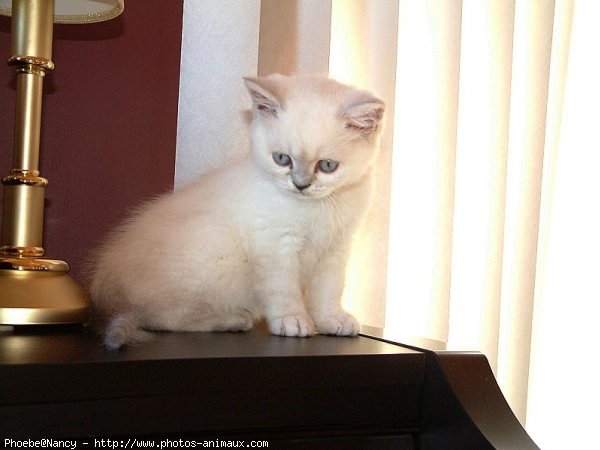 Photo d'Exotic shorthair