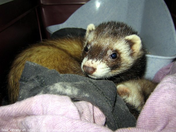 Photo de Furet