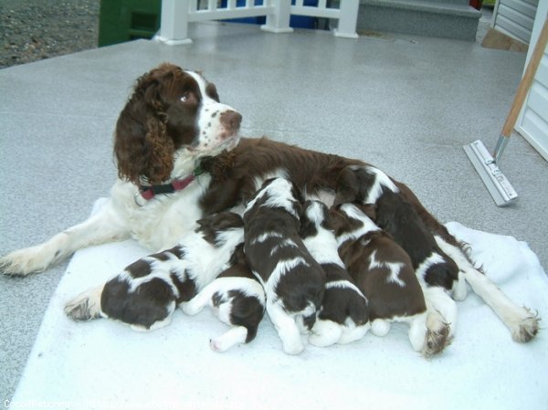 Photo d'English springer spaniel