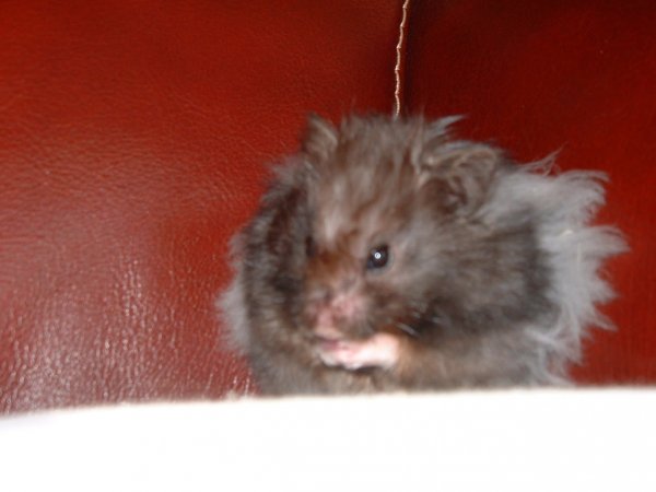 Photo de Hamster