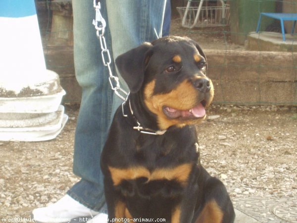 Photo de Rottweiler