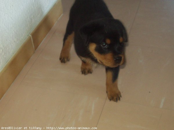 Photo de Rottweiler