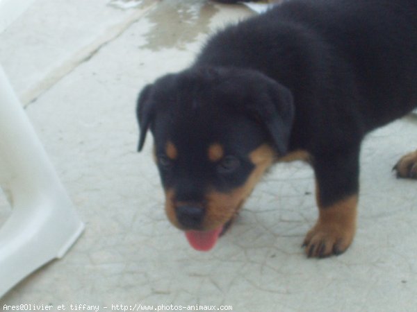 Photo de Rottweiler