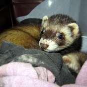 Photo de Furet