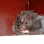 Photo de Hamster