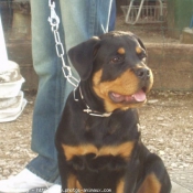 Photo de Rottweiler