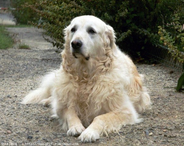 Photo de Golden retriever