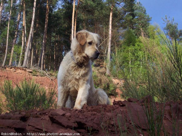 Photo de Golden retriever