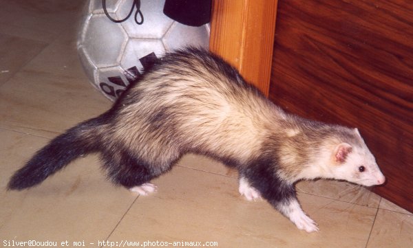 Photo de Furet