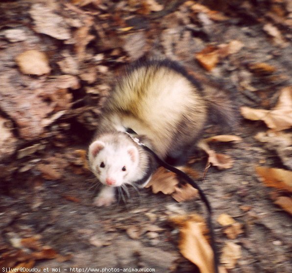 Photo de Furet