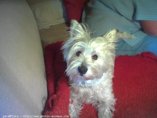 Photo de West highland white terrier