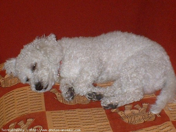 Photo de Bichon  poil fris